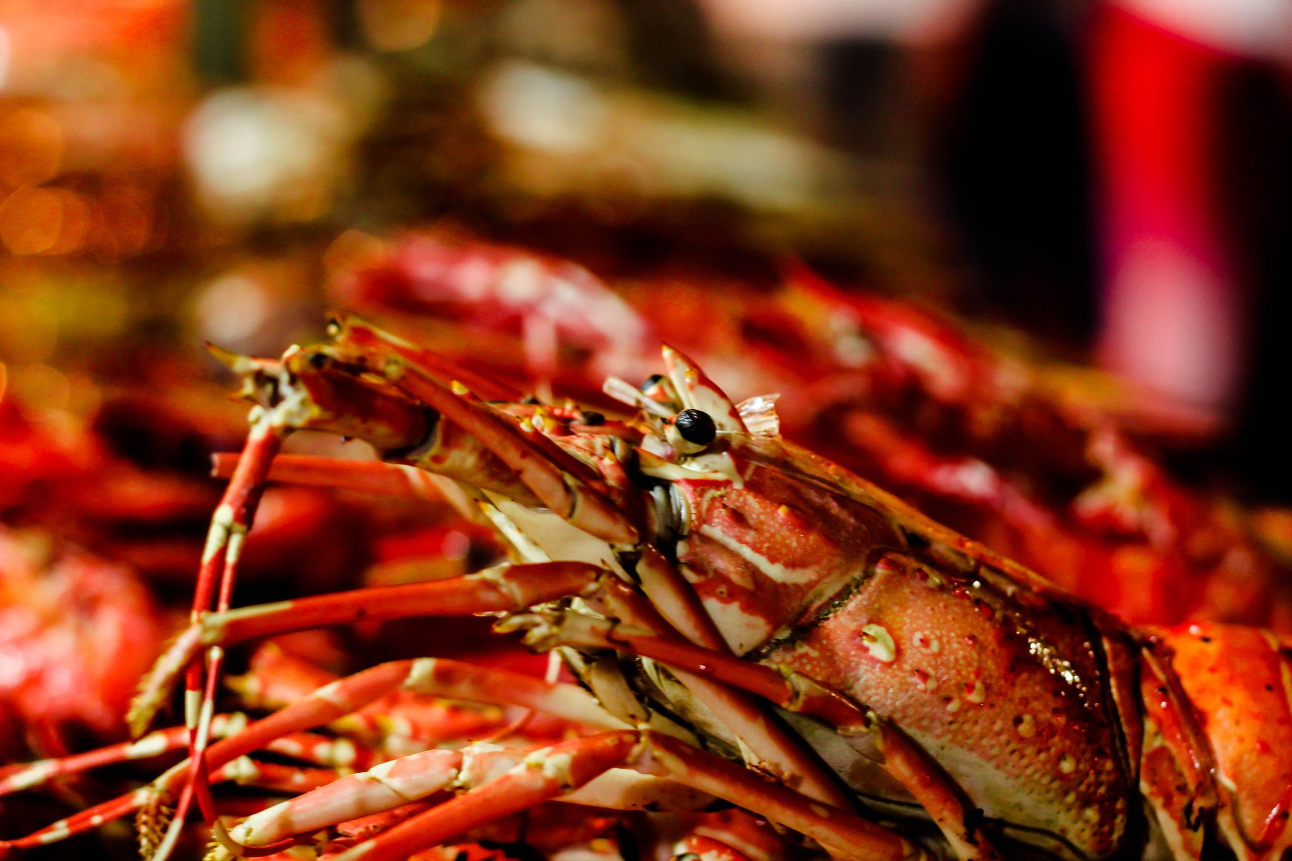 Grilled seafood platter